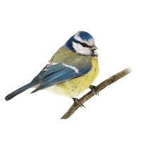 Eva Margrethe Myrås