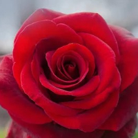 Synnøve Oddbjørg Tangen Bråten